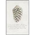 Picture of Pinecone Tidings I _GroupedProduct_Rectangle_Portrait_Canvas_Framed_