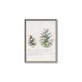 Picture of Pinecone Tidings II _GroupedProduct_Rectangle_Portrait_Canvas_Framed_