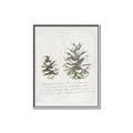Picture of Pinecone Tidings II _GroupedProduct_Rectangle_Portrait_Canvas_Framed_