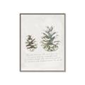 Picture of Pinecone Tidings II _GroupedProduct_Rectangle_Portrait_Canvas_Framed_