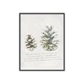 Picture of Pinecone Tidings II _GroupedProduct_Rectangle_Portrait_Canvas_Framed_
