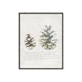 Picture of Pinecone Tidings II _GroupedProduct_Rectangle_Portrait_Canvas_Framed_