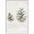 Picture of Pinecone Tidings II _GroupedProduct_Rectangle_Portrait_Canvas_Framed_