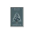 Picture of Blue Spruce _GroupedProduct_Rectangle_Portrait_Canvas_Framed_