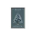 Picture of Blue Spruce _GroupedProduct_Rectangle_Portrait_Canvas_Framed_
