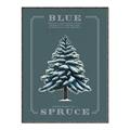 Picture of Blue Spruce _GroupedProduct_Rectangle_Portrait_Canvas_Framed_