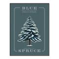 Picture of Blue Spruce _GroupedProduct_Rectangle_Portrait_Canvas_Framed_