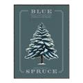 Picture of Blue Spruce _GroupedProduct_Rectangle_Portrait_Canvas_Framed_