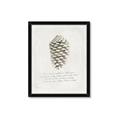 Picture of Pinecone Tidings I _GroupedProduct_Rectangle_Portrait_Framed_Matted_