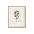 Picture of Pinecone Tidings I _GroupedProduct_Rectangle_Portrait_Framed_Matted_