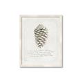 Picture of Pinecone Tidings I _GroupedProduct_Rectangle_Portrait_Framed_Matted_