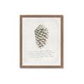 Picture of Pinecone Tidings I _GroupedProduct_Rectangle_Portrait_Framed_Matted_