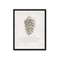 Picture of Pinecone Tidings I _GroupedProduct_Rectangle_Portrait_Framed_Matted_
