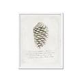 Picture of Pinecone Tidings I _GroupedProduct_Rectangle_Portrait_Framed_Matted_