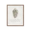 Picture of Pinecone Tidings I _GroupedProduct_Rectangle_Portrait_Framed_Matted_