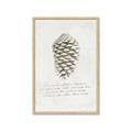 Picture of Pinecone Tidings I _GroupedProduct_Rectangle_Portrait_Framed_Matted_