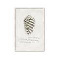 Picture of Pinecone Tidings I _GroupedProduct_Rectangle_Portrait_Framed_Matted_