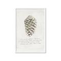Picture of Pinecone Tidings I _GroupedProduct_Rectangle_Portrait_Framed_Matted_