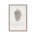 Picture of Pinecone Tidings I _GroupedProduct_Rectangle_Portrait_Framed_Matted_