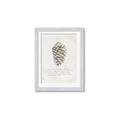 Picture of Pinecone Tidings I _GroupedProduct_Rectangle_Portrait_Framed_Matted_