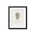 Picture of Pinecone Tidings I _GroupedProduct_Rectangle_Portrait_Framed_Matted_