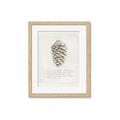 Picture of Pinecone Tidings I _GroupedProduct_Rectangle_Portrait_Framed_Matted_