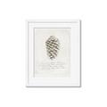 Picture of Pinecone Tidings I _GroupedProduct_Rectangle_Portrait_Framed_Matted_