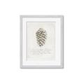 Picture of Pinecone Tidings I _GroupedProduct_Rectangle_Portrait_Framed_Matted_
