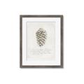 Picture of Pinecone Tidings I _GroupedProduct_Rectangle_Portrait_Framed_Matted_
