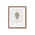 Picture of Pinecone Tidings I _GroupedProduct_Rectangle_Portrait_Framed_Matted_