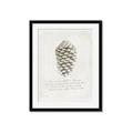 Picture of Pinecone Tidings I _GroupedProduct_Rectangle_Portrait_Framed_Matted_