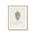 Picture of Pinecone Tidings I _GroupedProduct_Rectangle_Portrait_Framed_Matted_