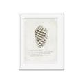 Picture of Pinecone Tidings I _GroupedProduct_Rectangle_Portrait_Framed_Matted_