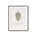 Picture of Pinecone Tidings I _GroupedProduct_Rectangle_Portrait_Framed_Matted_