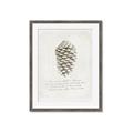 Picture of Pinecone Tidings I _GroupedProduct_Rectangle_Portrait_Framed_Matted_