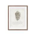 Picture of Pinecone Tidings I _GroupedProduct_Rectangle_Portrait_Framed_Matted_