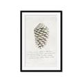 Picture of Pinecone Tidings I _GroupedProduct_Rectangle_Portrait_Framed_Matted_