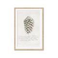 Picture of Pinecone Tidings I _GroupedProduct_Rectangle_Portrait_Framed_Matted_
