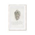 Picture of Pinecone Tidings I _GroupedProduct_Rectangle_Portrait_Framed_Matted_