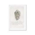 Picture of Pinecone Tidings I _GroupedProduct_Rectangle_Portrait_Framed_Matted_