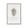 Picture of Pinecone Tidings I _GroupedProduct_Rectangle_Portrait_Framed_Matted_