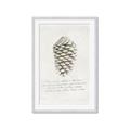 Picture of Pinecone Tidings I _GroupedProduct_Rectangle_Portrait_Framed_Matted_