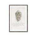 Picture of Pinecone Tidings I _GroupedProduct_Rectangle_Portrait_Framed_Matted_