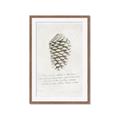 Picture of Pinecone Tidings I _GroupedProduct_Rectangle_Portrait_Framed_Matted_