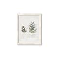 Picture of Pinecone Tidings II _GroupedProduct_Rectangle_Portrait_Framed_Matted_