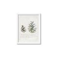 Picture of Pinecone Tidings II _GroupedProduct_Rectangle_Portrait_Framed_Matted_