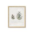 Picture of Pinecone Tidings II _GroupedProduct_Rectangle_Portrait_Framed_Matted_