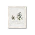 Picture of Pinecone Tidings II _GroupedProduct_Rectangle_Portrait_Framed_Matted_
