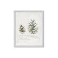 Picture of Pinecone Tidings II _GroupedProduct_Rectangle_Portrait_Framed_Matted_