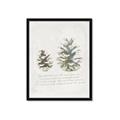 Picture of Pinecone Tidings II _GroupedProduct_Rectangle_Portrait_Framed_Matted_
